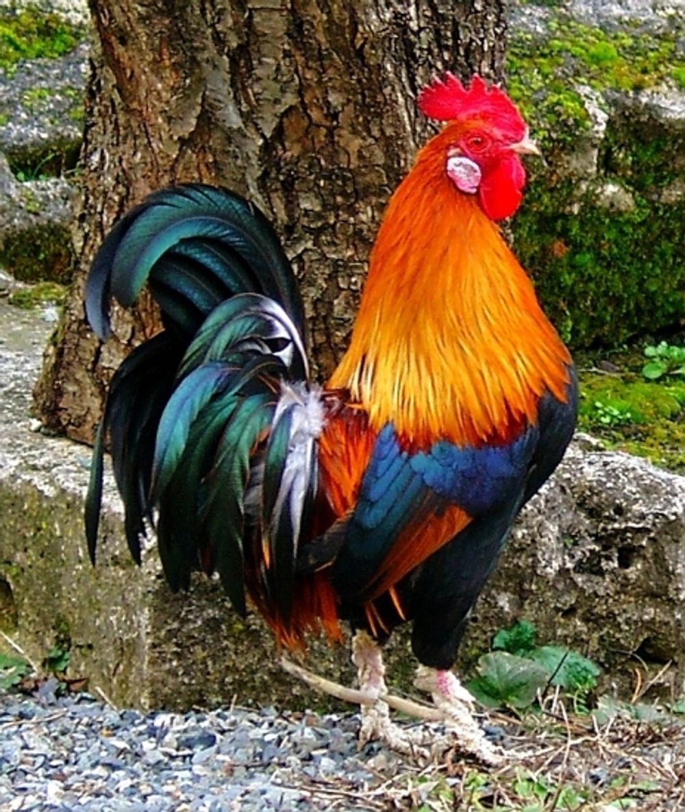 Петух гамбургский